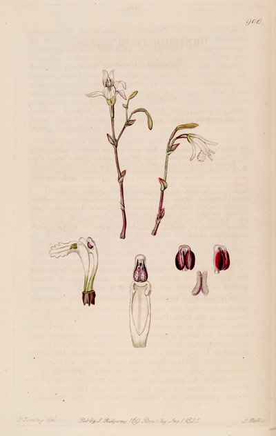 Illustration von Pogonia ophioglossoides (als syn. Pogonia pendula) von M. Hart